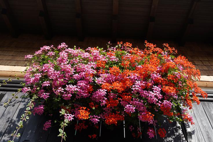 pelargonije | Foto: Shutterstock