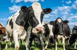Na Škotskem potrdili primer bolezni norih krav