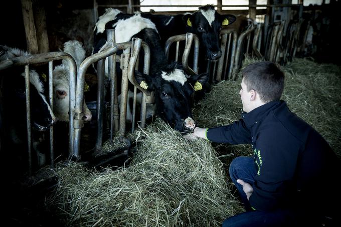 Trenutno se krave, ki jih molzejo za sir, prehranjujejo izključno s senom, saj je v nasprotnem primeru preveč tehnoloških napak, kar je predrago. | Foto: Ana Kovač