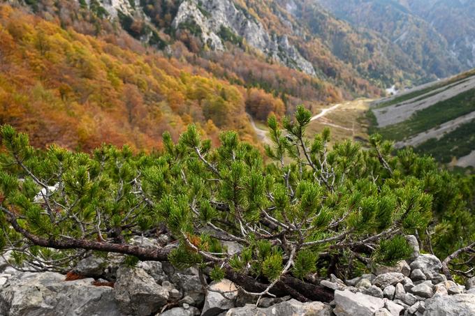 Po stezi med borovci se vzpenjamo od srednje postane žičnice proti vrhu Zelenice. | Foto: Matej Podgoršek