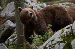 V francoskih Pirenejih kmete razburjajo slovenski medvedi
