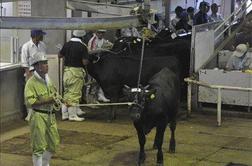 Na Japonskem strah pred kontaminirano govedino