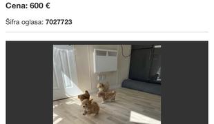 Nova spletna goljufija: 600 evrov za psa, ki ga nikoli ni dobila