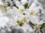 sneg zima pozeba pomlad cvetenje sadno drevje tulipani rože