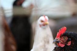 6,5 milijarde dolarjev škode zaradi ptičje gripe