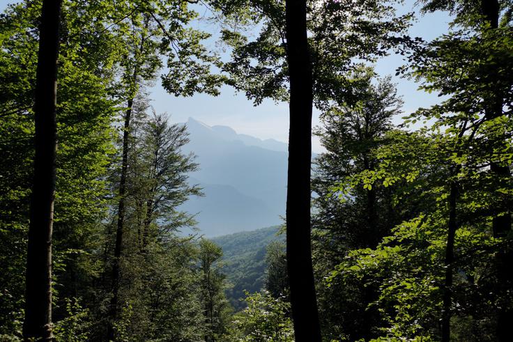 Prvi dve uri skozi gozd, a se sem in tja že pokaže Krn. | Foto: Matej Podgoršek