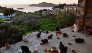 Sanjska služba? Na idiličnem grškem otoku iščejo oskrbnika za mačke.