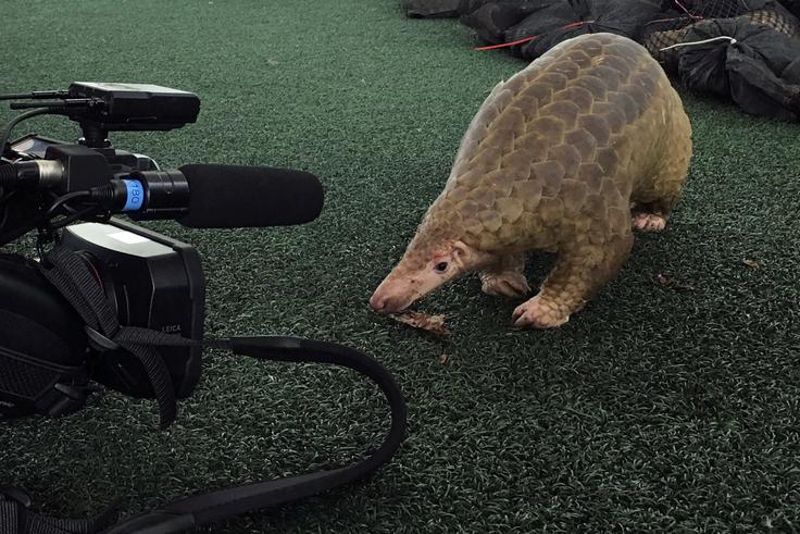Malajski luskavec (pangolin po angleško) je eden od glavnih "osumljencev" za prenos novega koronavirusa z netopirja na človeka. | Foto: Reuters