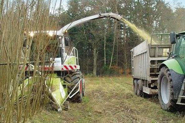 Hitrorastoči, energetski les za ogrevanje v prihodnosti