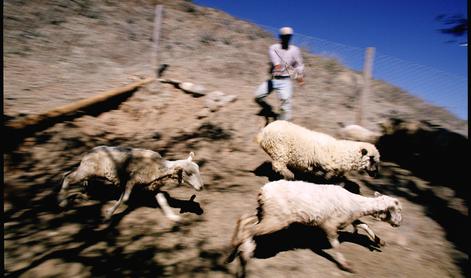 Čreda ovac pojedla sto kilogramov konoplje. Pastir začuden nad njihovim vedenjem.