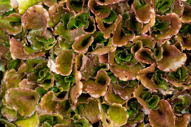 Solata Canasta
 | Foto: Shutterstock