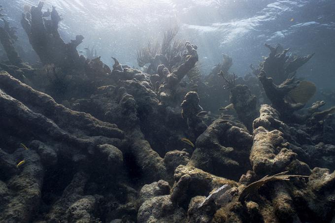Branson in Cousteau sta med drugim opozorila tudi na belizejski koralni greben, sredi katerega leži Velika modra luknja. Belizejski koralni greben, sicer drugi največji na svetu, namreč že od devetdesetih let prejšnjega stoletja umira na obroke, glavni vzroki za to pa so vplivi turizma, ribolova in ladijskega prometa. | Foto: Reuters