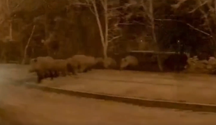 V Podutiku posneli čredo divjih svinj #video