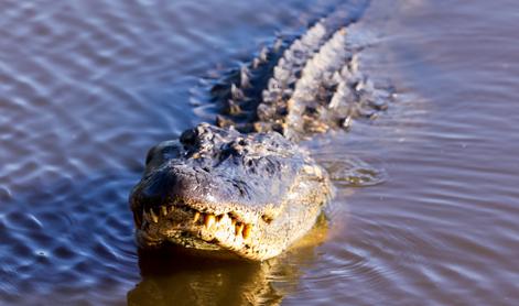 Aligatorji lahko odprejo pot do novih načinov zdravljenja zlomov in artritisa