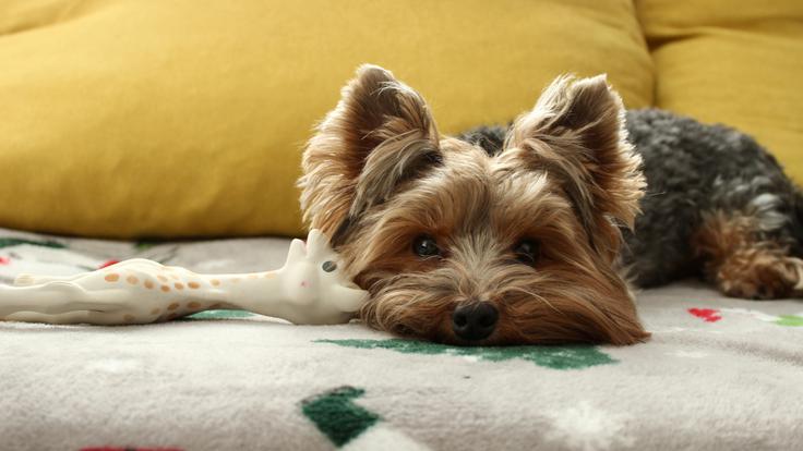 Yorshirski terier, yorki, pes, pasma | Foto: Shutterstock