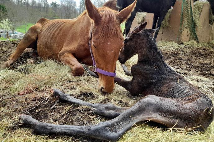 Podhranjeni konji iz okolice Postojne | Ena izmed fotografij sestradanih konj, ki so zaokrožile po družbenih omrežjih. | Foto Društvo za zaščito konj