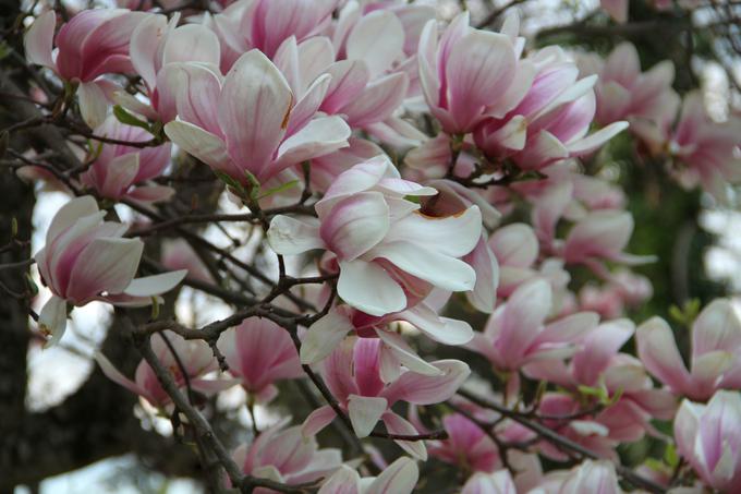 Sulanževa magnolija (Magnolia soulangeana) je prekrasna teden ali dva, a njeni cvetovi so občutljivi na slano in dež. | Foto: 