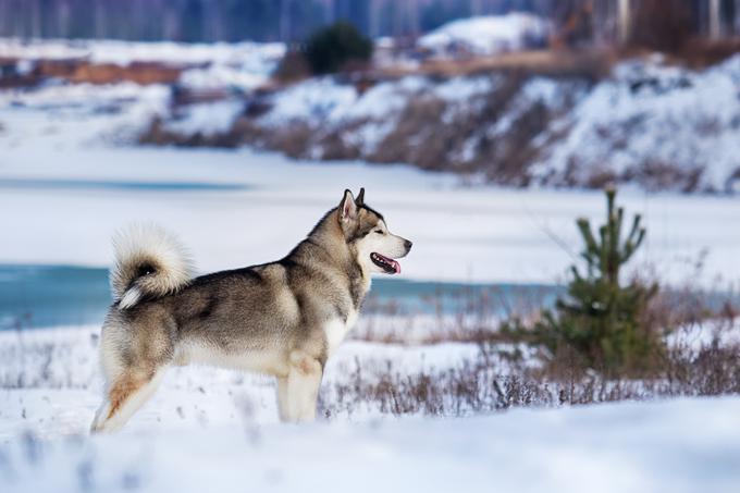 Aljaški malamut je zelo vzdržljiv pes, na kar je vplivalo to, da je bil v preteklosti vlečni pes.  | Foto: Shutterstock