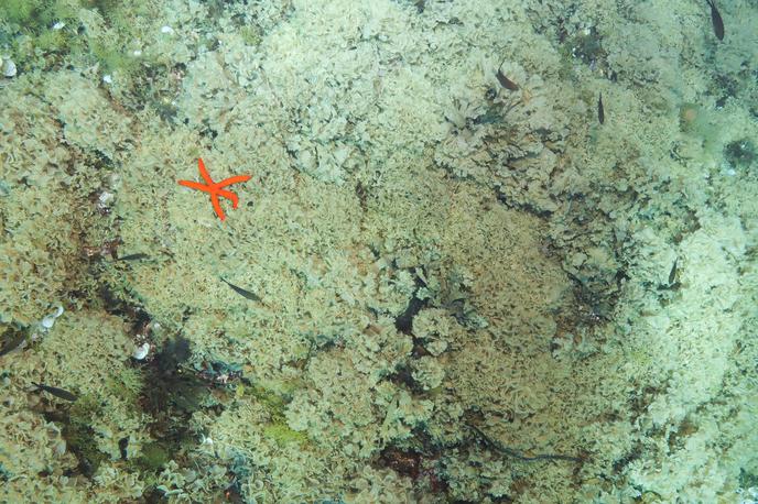 Alga | Rjava alga, ki izhaja iz Rdečega morja, je bila v Jadranskem morju prvič zabeležena na Visu leta 2020. | Foto Institut za oceanografiju i ribarstvo/Facebook