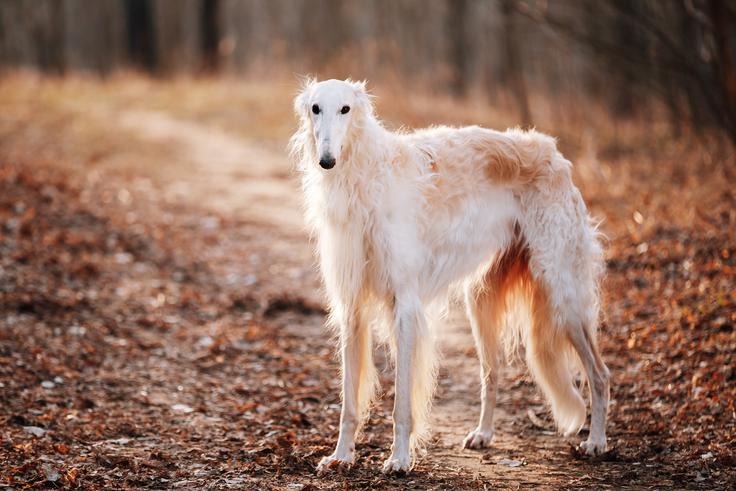 borzoj, pes | Foto: Shutterstock