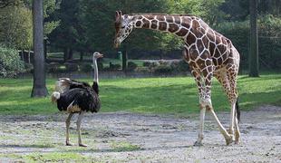 ZOO Ljubljana: Noj napadel obiskovalca, ki je želel pobožati žirafo