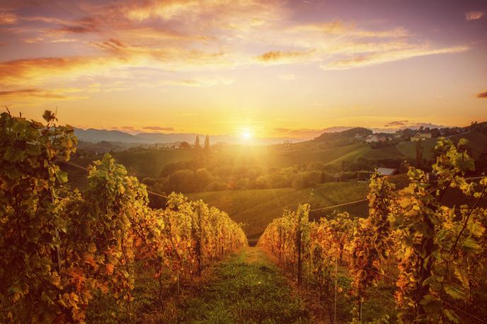 jesen, vino, vinograd | Foto Shutterstock