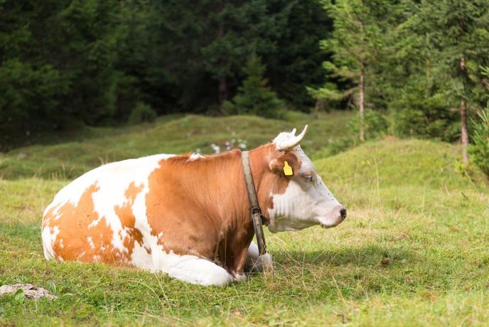 Zakaj ima v Sloveniji vsaka krava ime?
