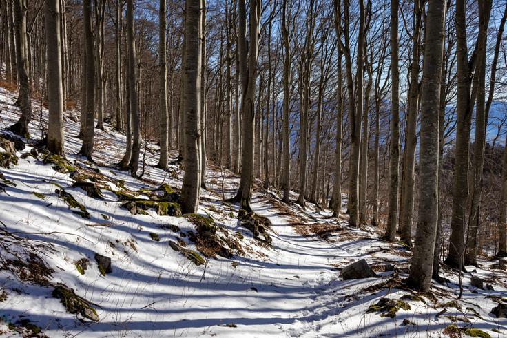 Po pešpoti se z Velikega Modrasovca spustimo do koče Antona Bavčarja na Čavnu. | Foto: Matej Podgoršek