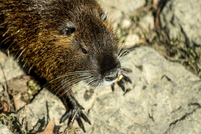 Nutrije lahko ob Ljubljanici zagledamo tudi podnevi, a so najbolj živahne v predvečernih in prvih večernih urah. | Foto: Ana Kovač