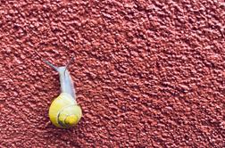 Reklamacija zavrnjena s pojasnilom: "To so polži!" Kaj zdaj?