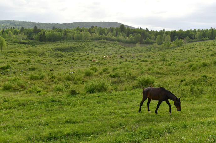 konj | Nesreče v prometu s konji niso prav pogoste. Trk je bil za žival usoden. Fotografija je simbolična. | Foto STA