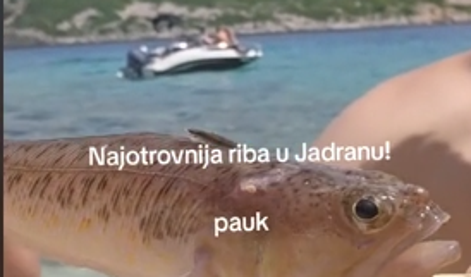 Eno najbolj strupenih rib v Jadranu posneli v plitvi vodi: Vbod je grozen, bolečina je nepopisna! #video