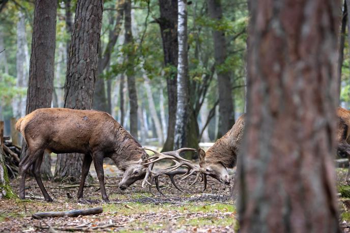 jelen, jelena, jelenji spopad | Fotografija je simbolična. | Foto Shutterstock