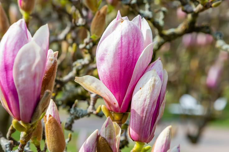Najpogosteje uporabljana v kulinariki je sulanževa magnolija (Magnolia × soulangeana), ki je tudi pri nas najbolj razširjena sorta. | Foto: Shutterstock