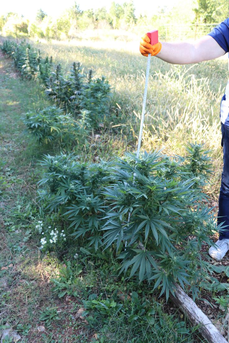 Tudi gojitelja iz okolice Sežane sta osumljena storitve kaznivega dejanja Neupravičena proizvodnja in promet s prepovedanimi drogami, nedovoljenimi snovmi  v športu in predhodnimi sestavinami za  izdelavo prepovedanih drog po 1. odstavku 186. člena Kazenskega  zakonika, saj sta prepovedano drogo gojila skupaj, dobiček pa sta si delila.
 | Foto: PU Koper