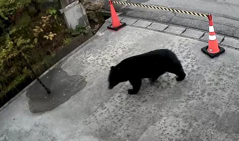 V tej državi v boj proti medvedom pošiljajo vojsko #video