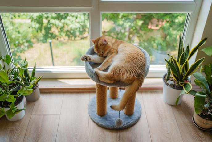 Razvezani zakonci si bodo lahko delili skrbništvo nad hišnimi ljubljenčki