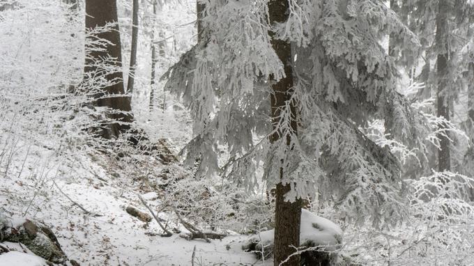 sneg | Foto: Meteoinfo Slovenija