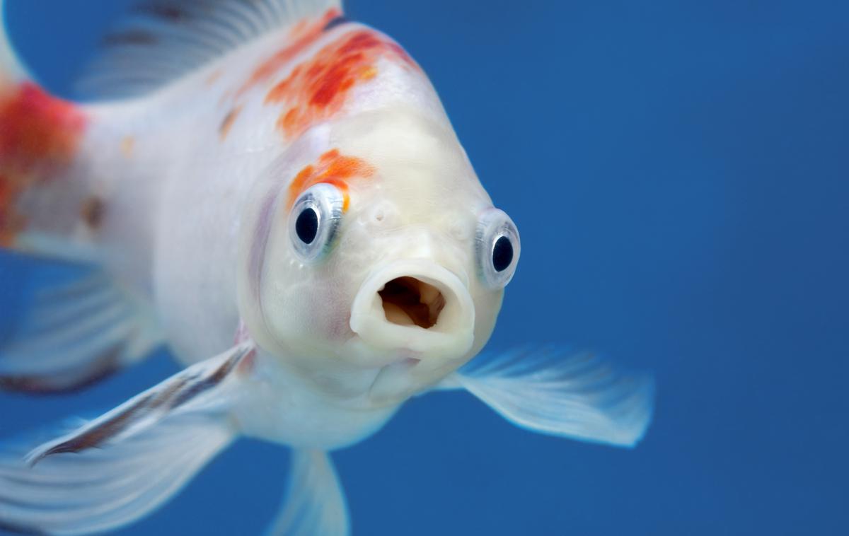 Ribe v akvariju | Ribe hranimo z uravnoteženo in raznoliko hrano, ki jo izberemo glede na vrsto rib. | Foto Shutterstock