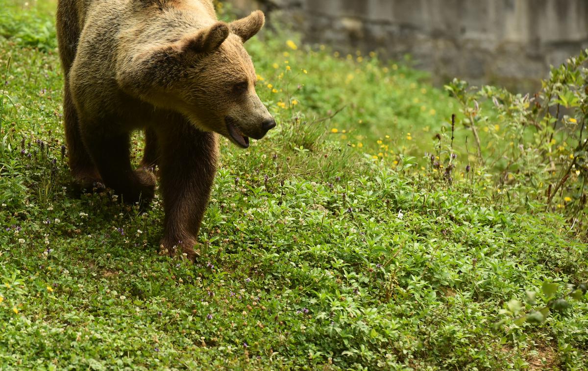 rjavi medved | Rjavi medved spada med zaščitene živalske vrste.  | Foto STA