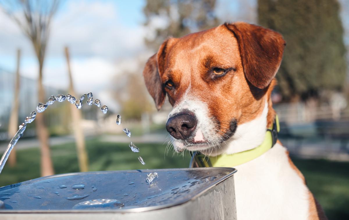 pes, vročina, poletje, pasje poletje | Poskrbimo, da ima pes vedno dostop do sveže, hladne vode. | Foto Shutterstock