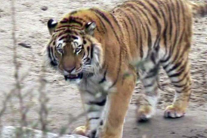 Tiger | Tigrica Nadia iz največjega newyorškega živalskega vrsta je pozitivna na virus, ki povzroča covid-19 (fotografija je simbolična). | Foto Reuters