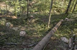 Na Koroškem poškodovanih več kot 100.000 kubičnih metrov drevja
