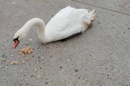 Labodko Oli preganjali v vodo: utrpela je hudo poškodbo