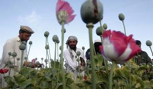 V Afganistanu rekordna proizvodnja maka za opij