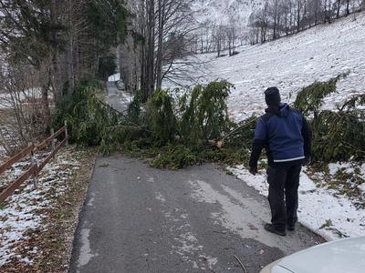 Na Gorenjskem v vetrolomu poškodovanega okoli 100.000 kubičnih metrov drevja