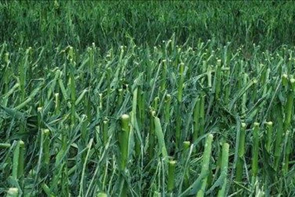 Triglav bo za posledice neurja izplačal 11, Adriatic Slovenica 1,1 milijona evrov