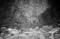 Kamera v naravnem okolju ujela evrazijskega risa. Kam se odpravlja?