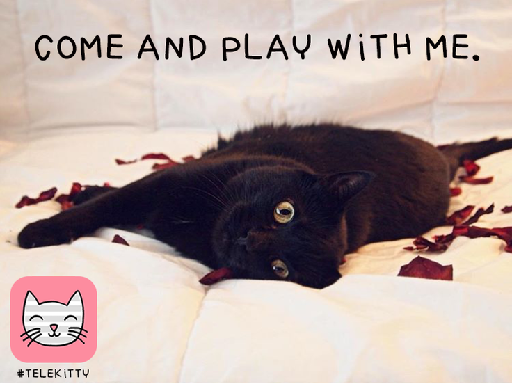 Telekitty | Foto: 