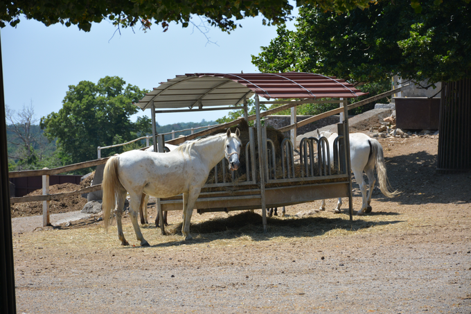 Pomemben del turistične ponudbe je kobilarna z okrog 300 konji. Gostje si lahko ogledajo kobilarno ali pa se na primer udeležijo tečaja jahanja. | Foto: Andreja Lončar
